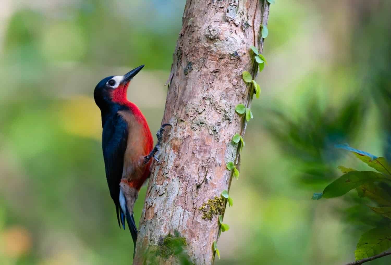 Puerto Rican Wood Pecker on a tree with selective focus on the bird