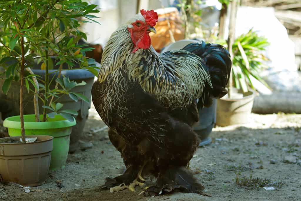 a stout brahma rooster raised in the village