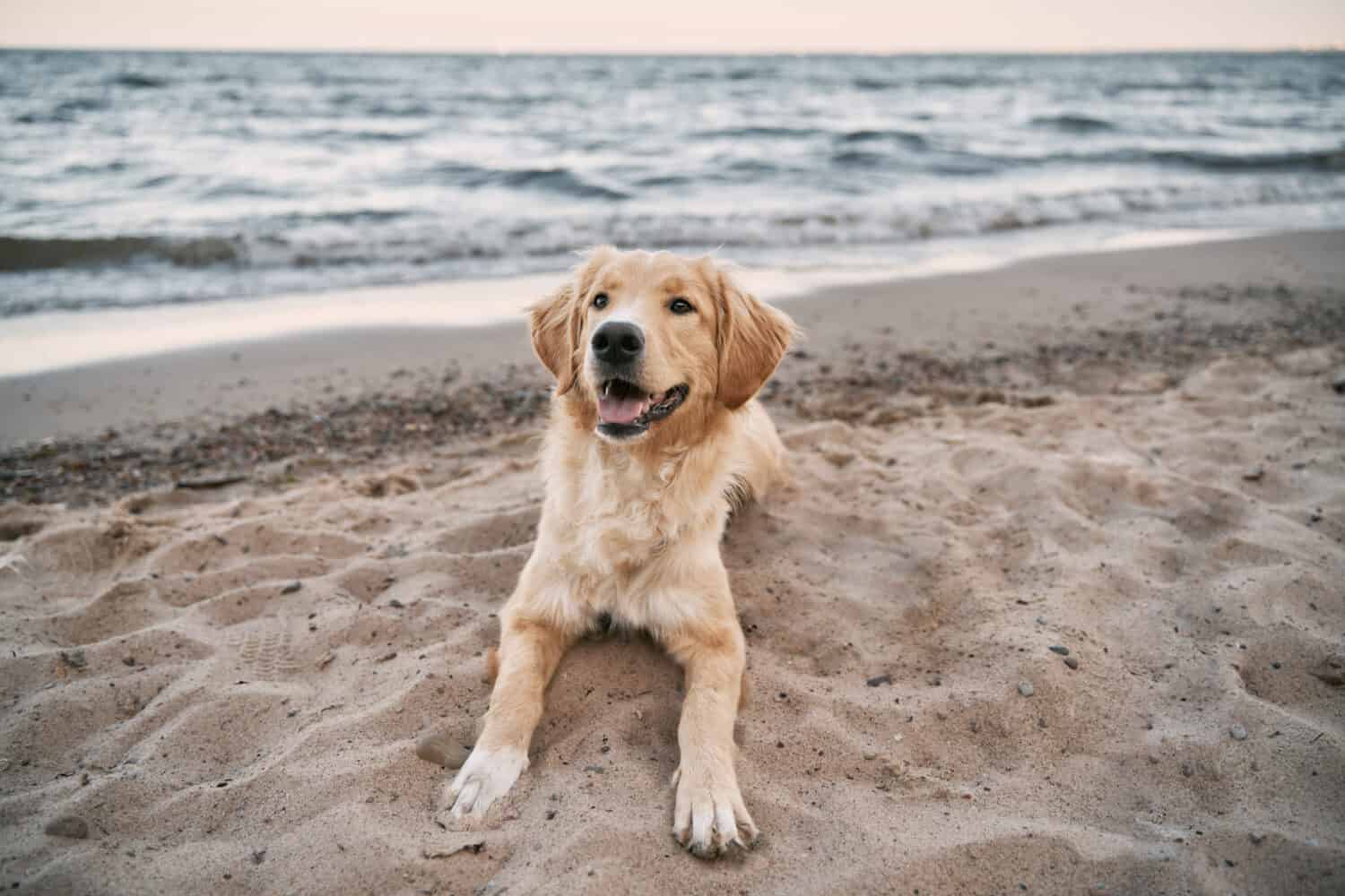 Golden retriever sitting on the sand beach of the Baltic Sea. Concept for the summer adventures of purebreed dog at the seaside vacation.