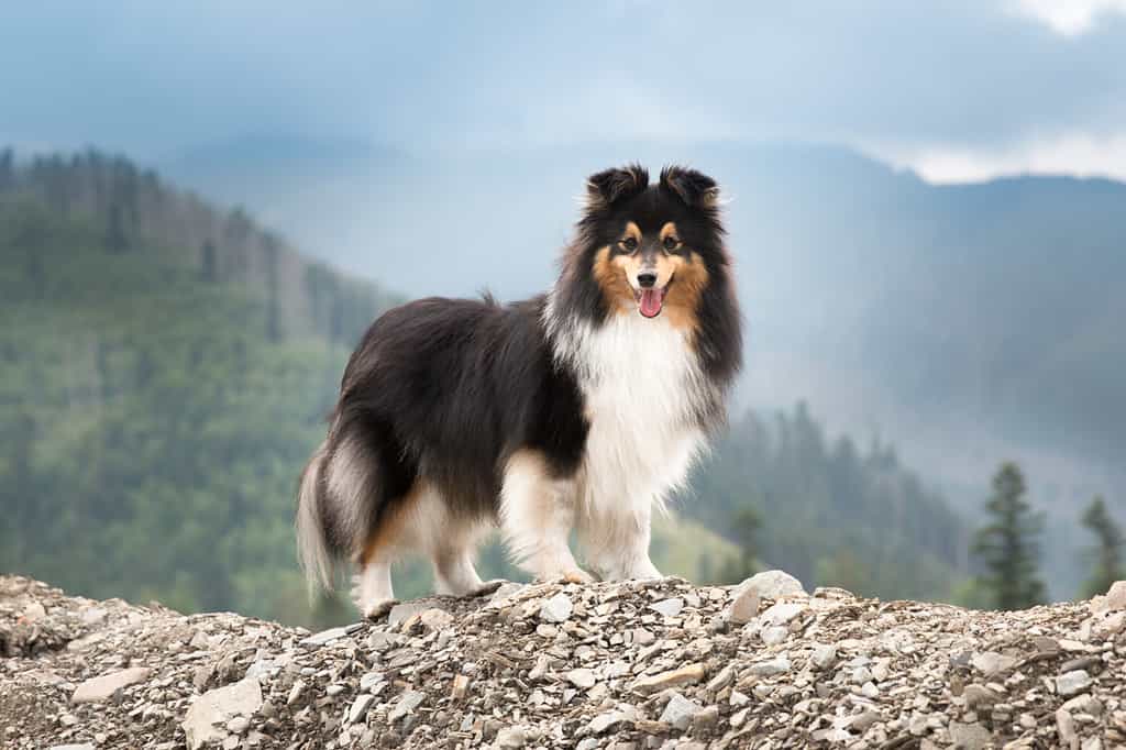 Cute, fur black white tricolor shetland sheepdog, small collie outdoor portrait on big rock on summer time. Sheltie on a big stone with background of forest and beautiful mountains, hills