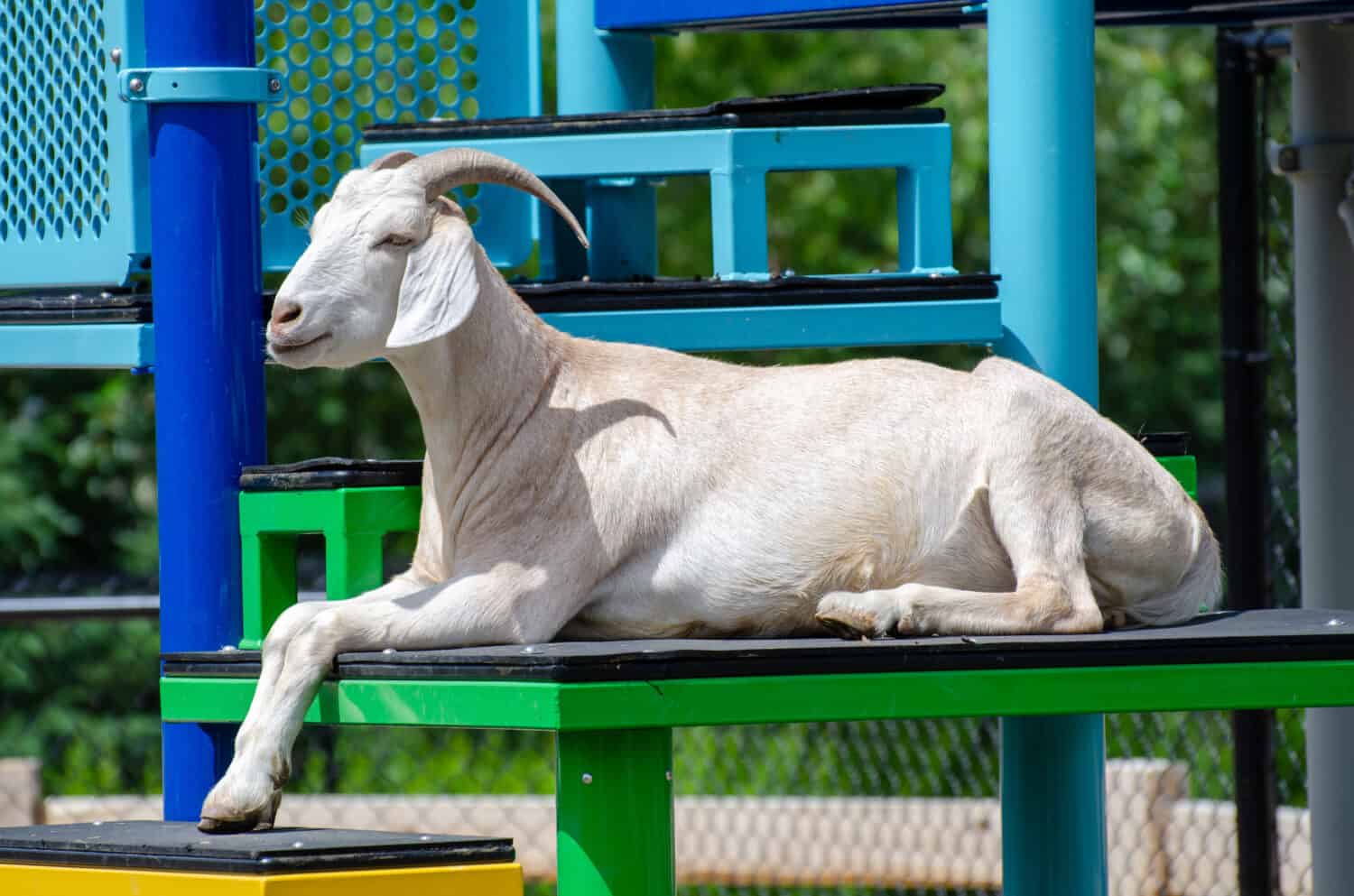 Goat at the Assiniboine Park Zoo, Winnipeg, Manitoba, Canada