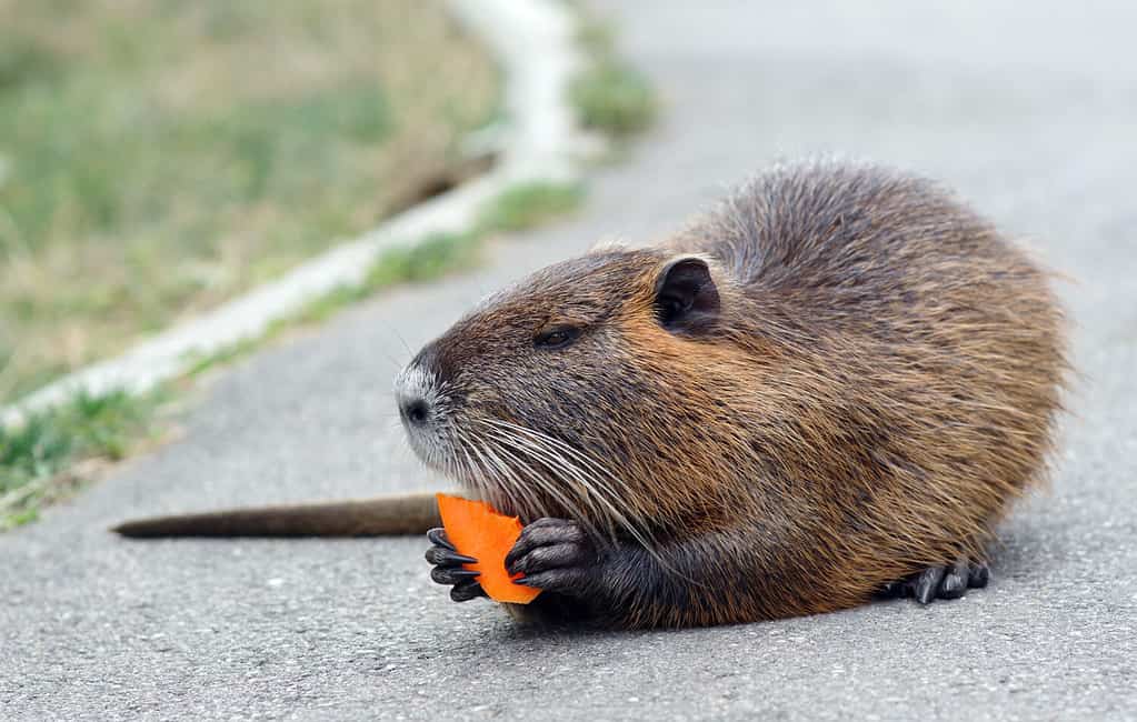 Coypu. nutria eats carrots close-up. nutria in the park.