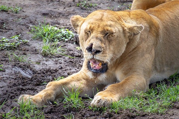 See the Strength of a Male Lion as it Drags a Massive Buffalo with Ease