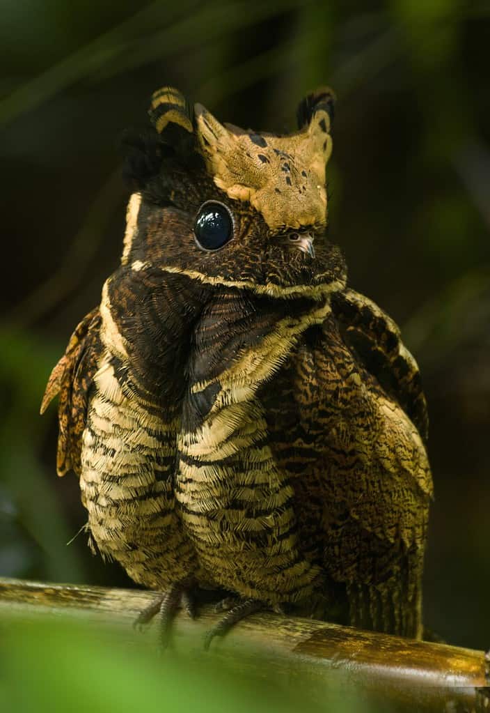 great-eared nightjar is rare bird of nightjar family.