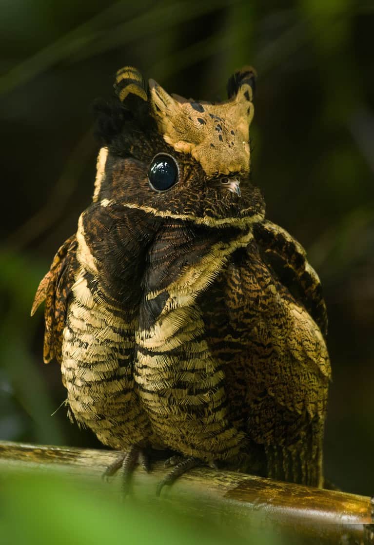 great-eared nightjar is rare bird of nightjar family.