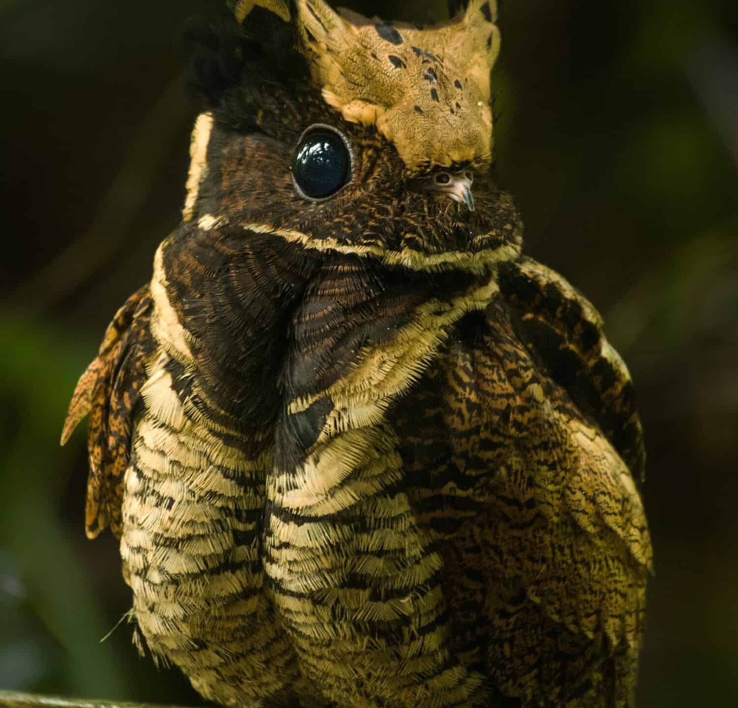 great-eared nightjar is rare bird of nightjar family. 