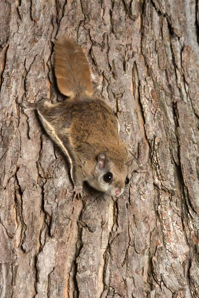 Southern flying squirrel clinging to a tree at night in southeastern Illinois