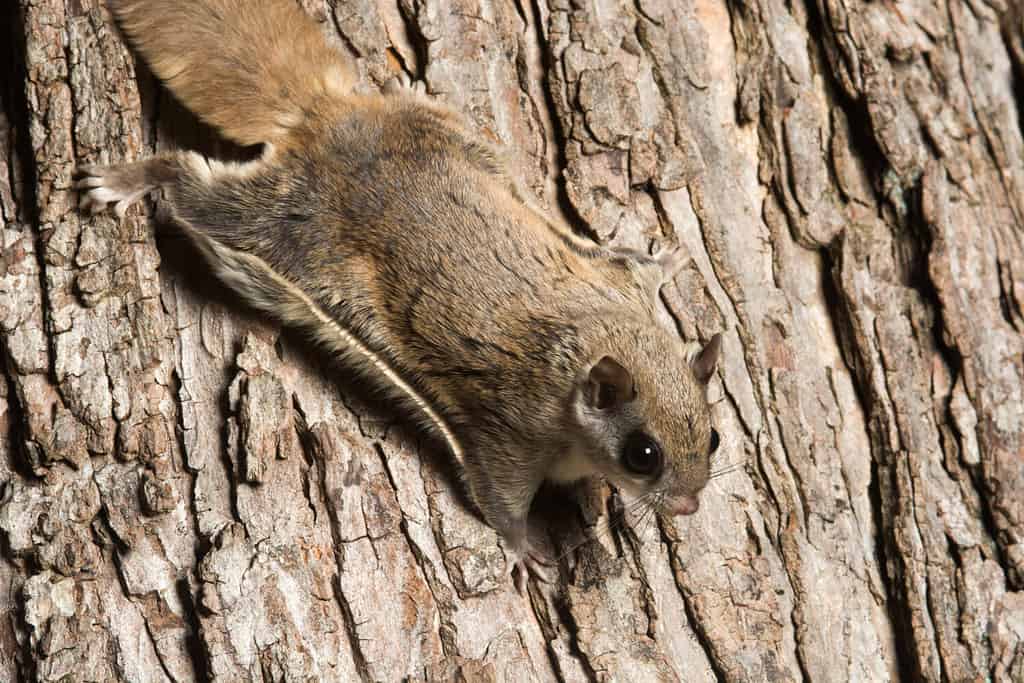 Southern flying squirrel clinging to a tree at night in southeastern Illinois