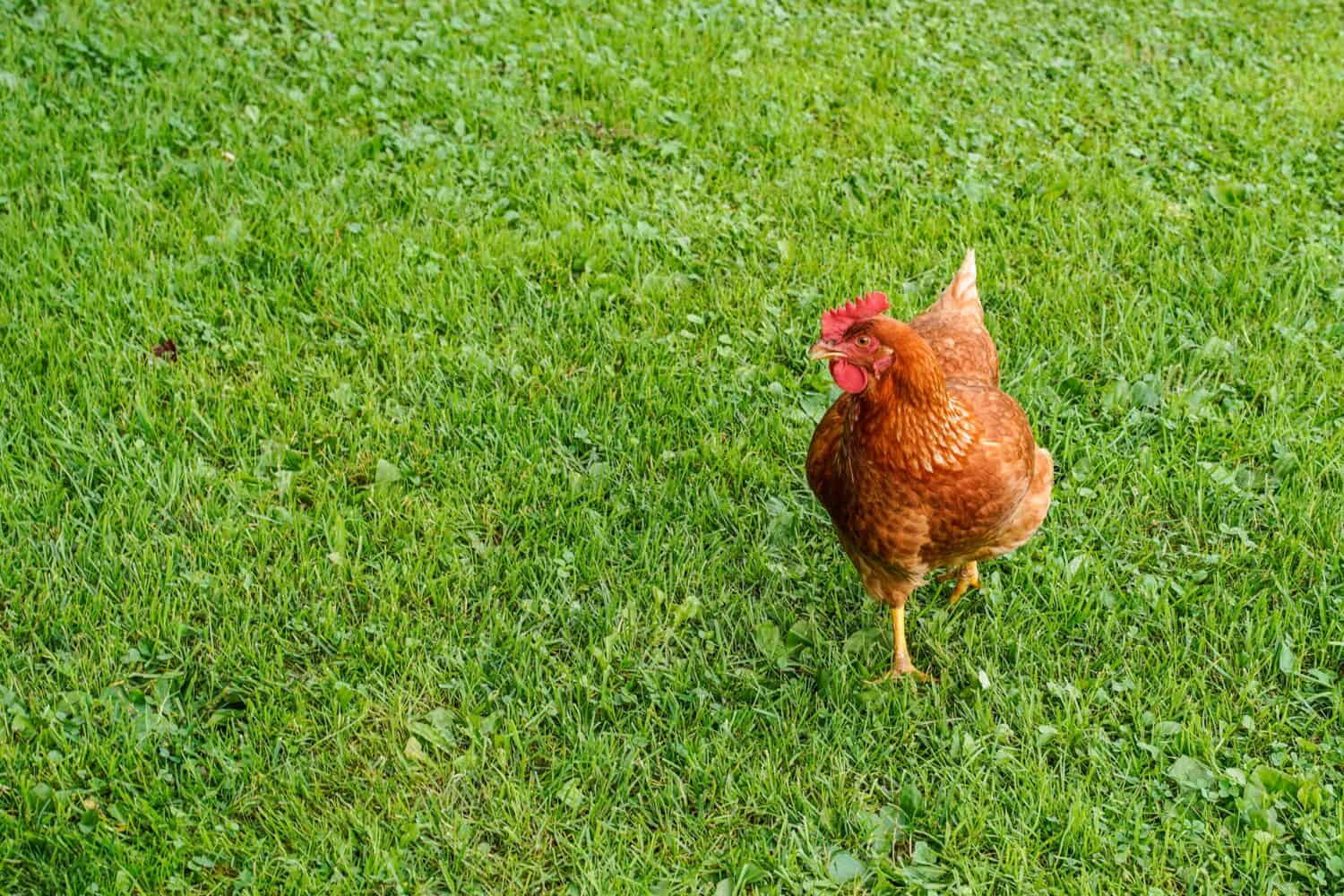 Single Cinnamon Queen Chicken standing in the grass outdoors.