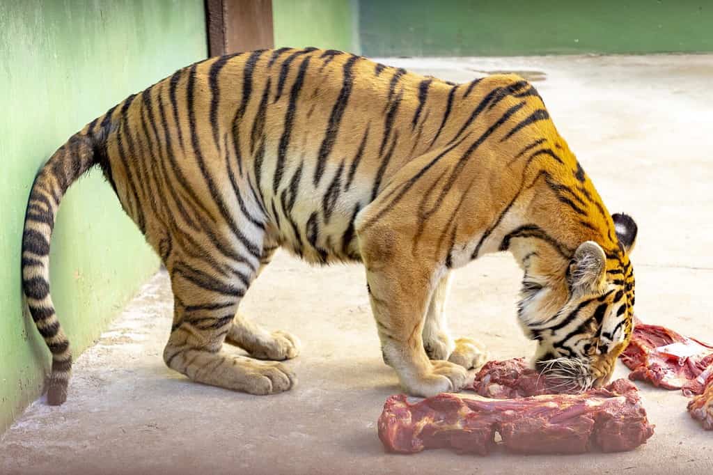 An adult tiger eating raw meat in captivity