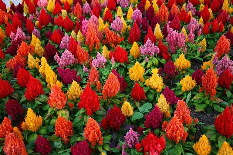 Colorful celosia plumeria in nature