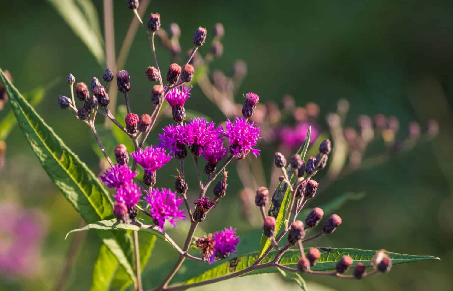 Close up view of blooming ironweed flowers 