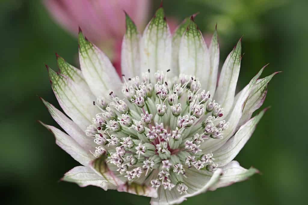 White masterwort, Astrantia major unknown variety, flower umbel in close up with white bracteoles tiipped with green and a background of blurred leaves and flowers.