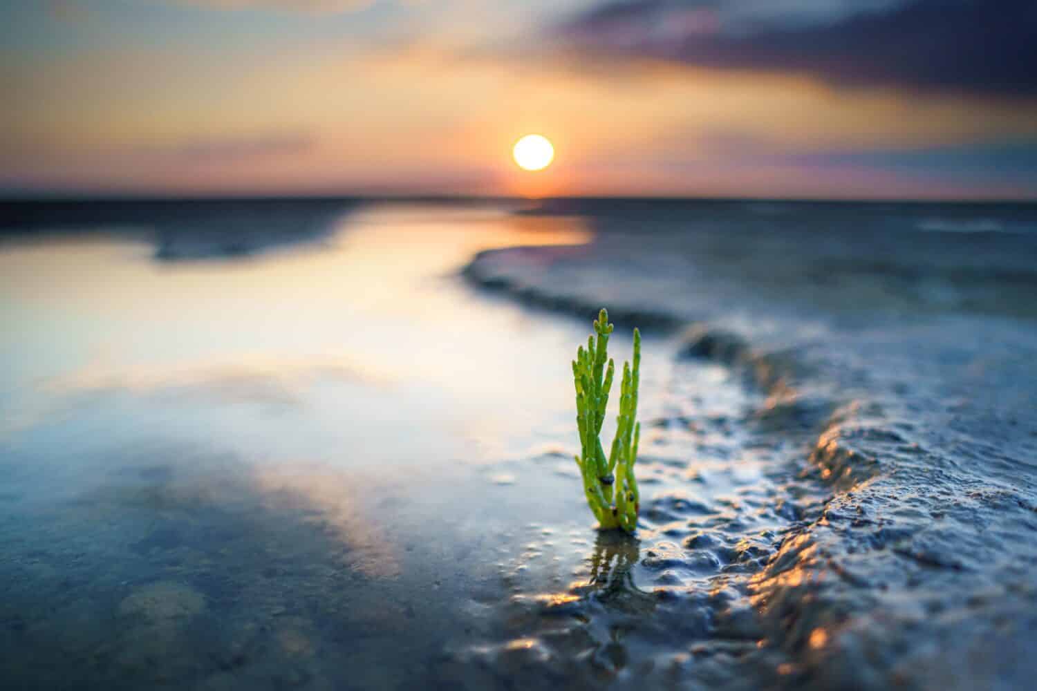 A closeup of Glasswort growing near the shore of a lake during the sunrise with a blurry background