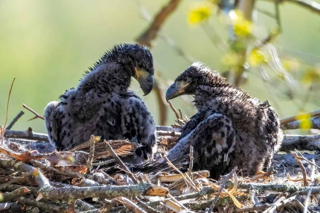 Siblings Baby Bald Eagles in Nest