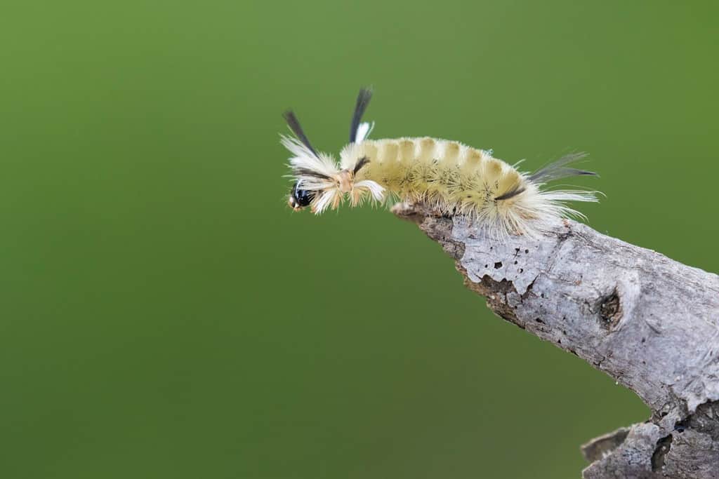 Cute, colorful moth has appetite for maple leaves, Outdoors