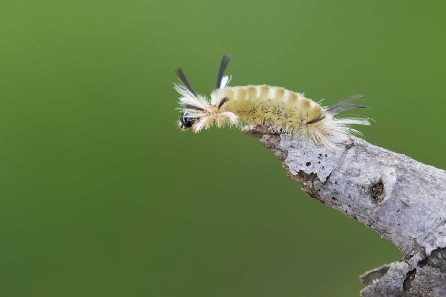 Halysidota tessellaris, also called the pale tiger moth, banded tussock moth caterpillar