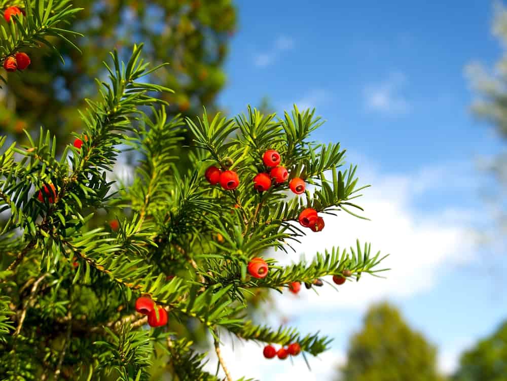 european yew (Taxus baccata) with red seed cones against the blue sky on a sunny day