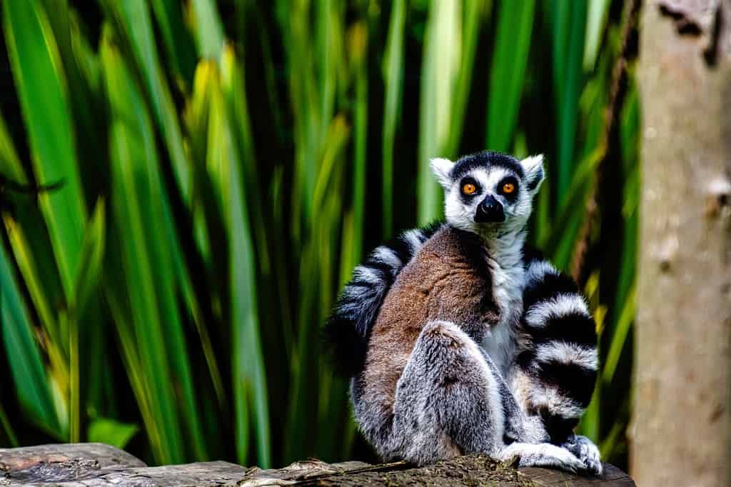 Ring-tailed lemur (Lemur catta) is a large strepsirrhine primate known as maky, maki or hira - Tsimanampetsotsa Nature Reserve, Madagascar
