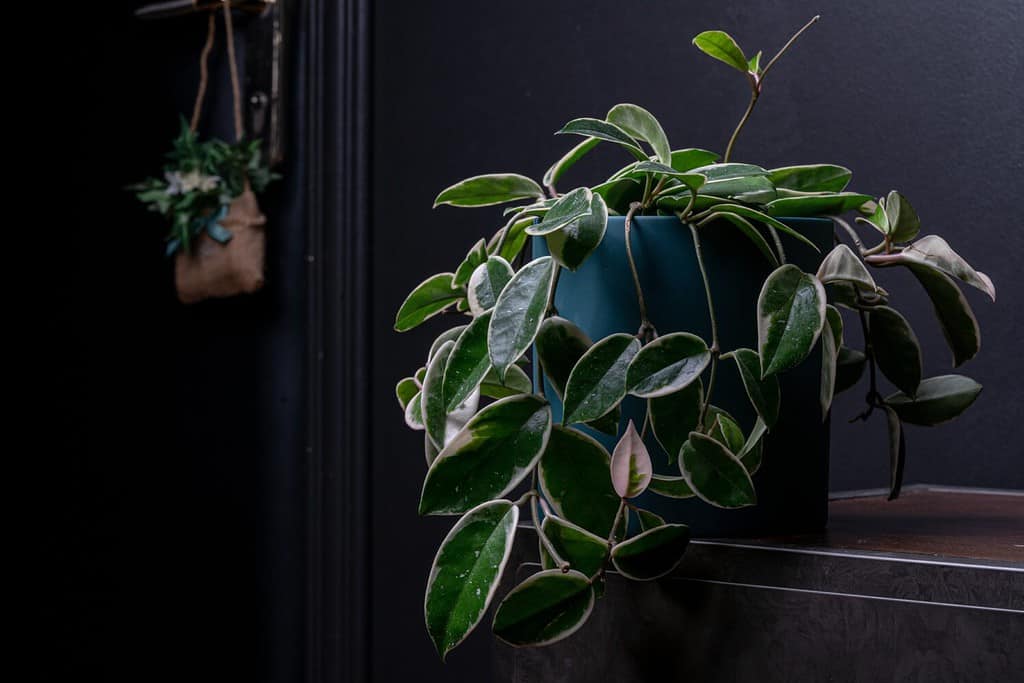 Hoya Carnosa 'Krimson Queen' plant in a blue vintage pot, at a natural wood deck vs black vintage door.