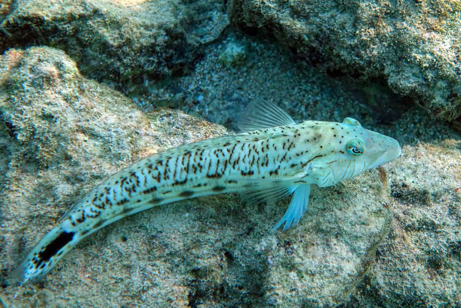 Speckled  sandperch fish in Red sea, Egypt                               