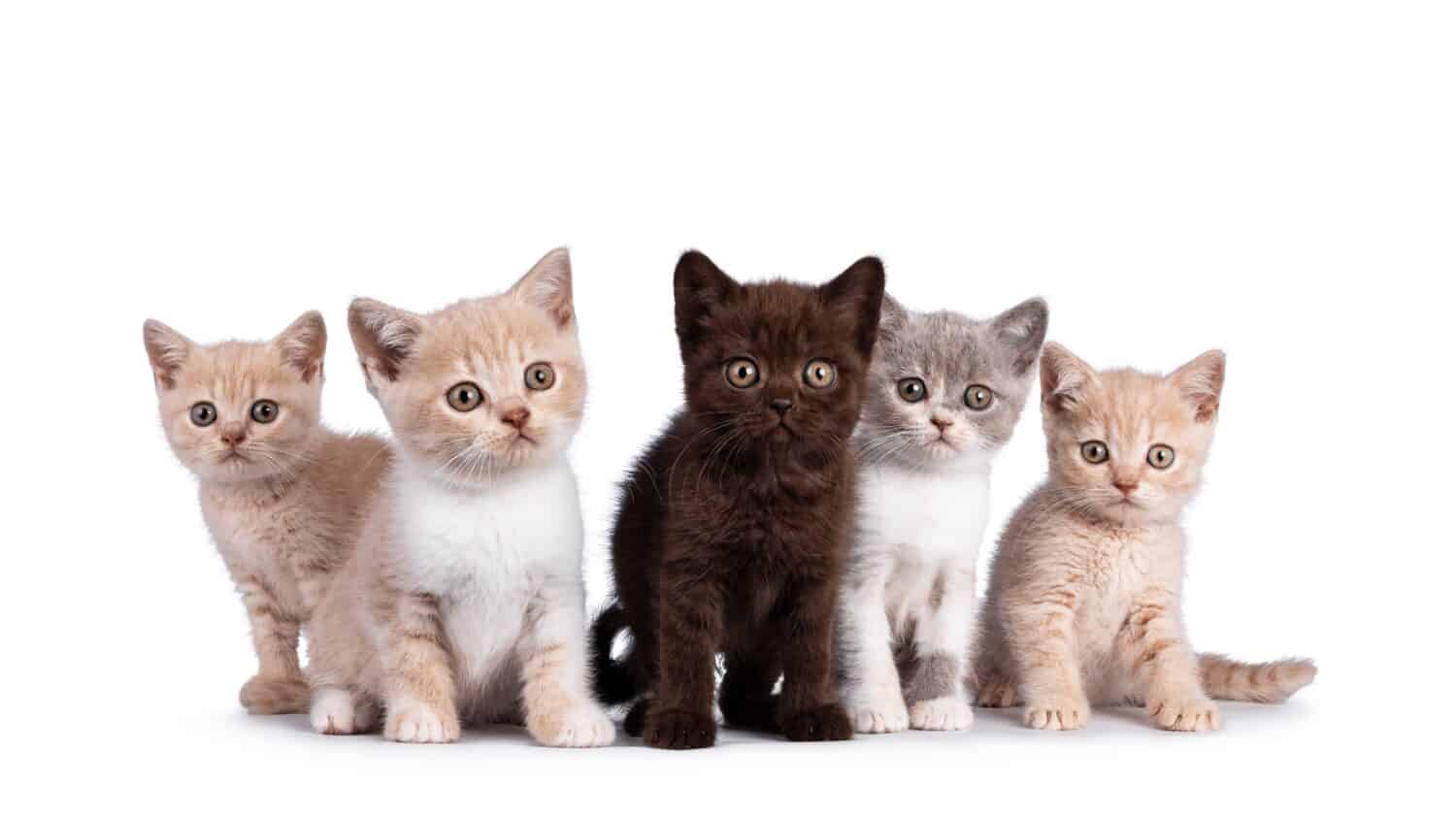 British Shorthair vs. Burmese Cat: Key Differences Explained - A-Z Animals