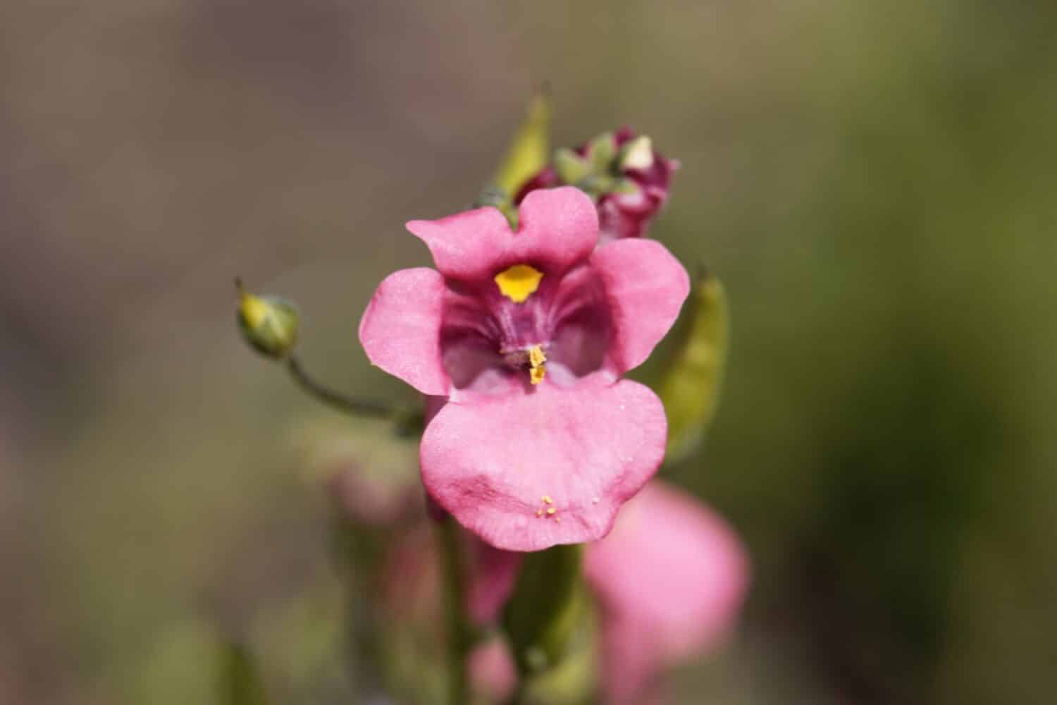 Flower of a Twinspur plant, Diascia barberae