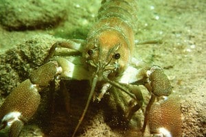 Ultra Rare Crayfish Springing Up in Texas Picture