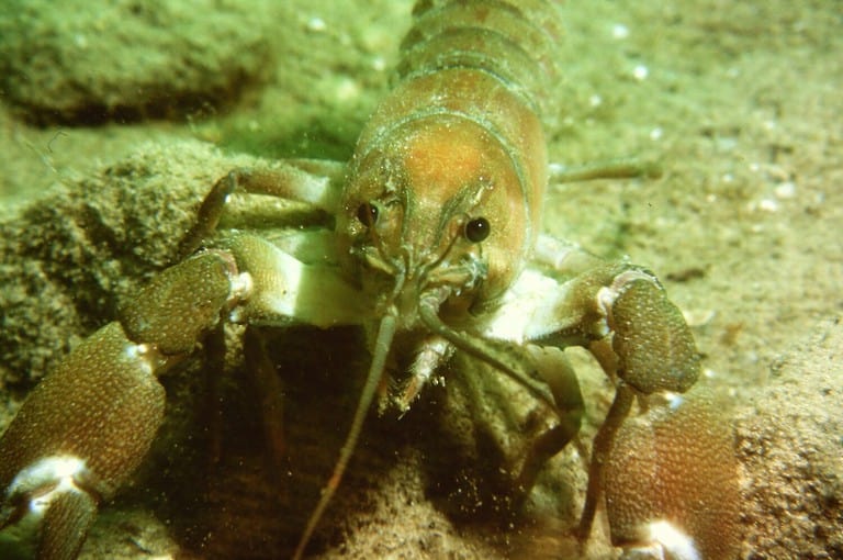A Crayfish Near its Burrow on a Lake Bottom in the Silt Reacting to its Reflection in the Camera Lens