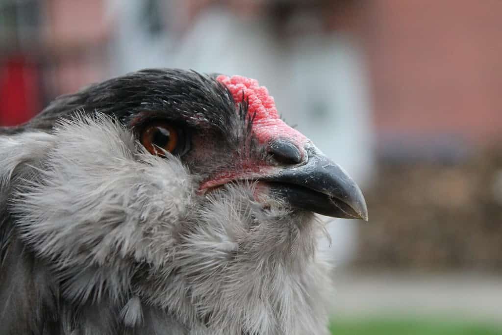 Ameraucana Hen Versus Rooster: Age and Development