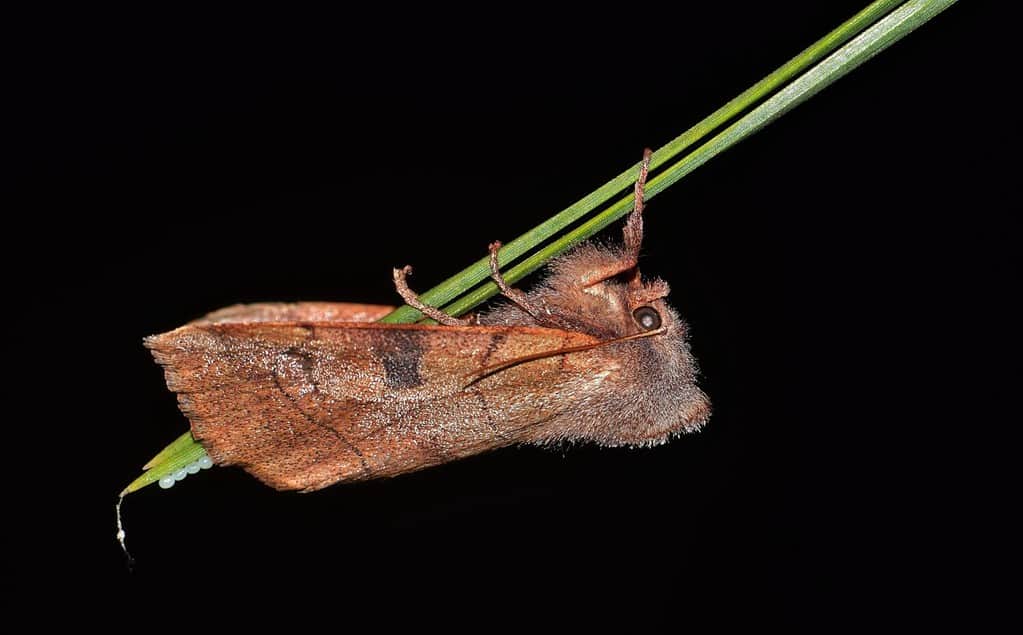 Bent-lined Dart moth (Choephora fungorum) laying eggs on a pine needle at night in Houston, TX ventral view.