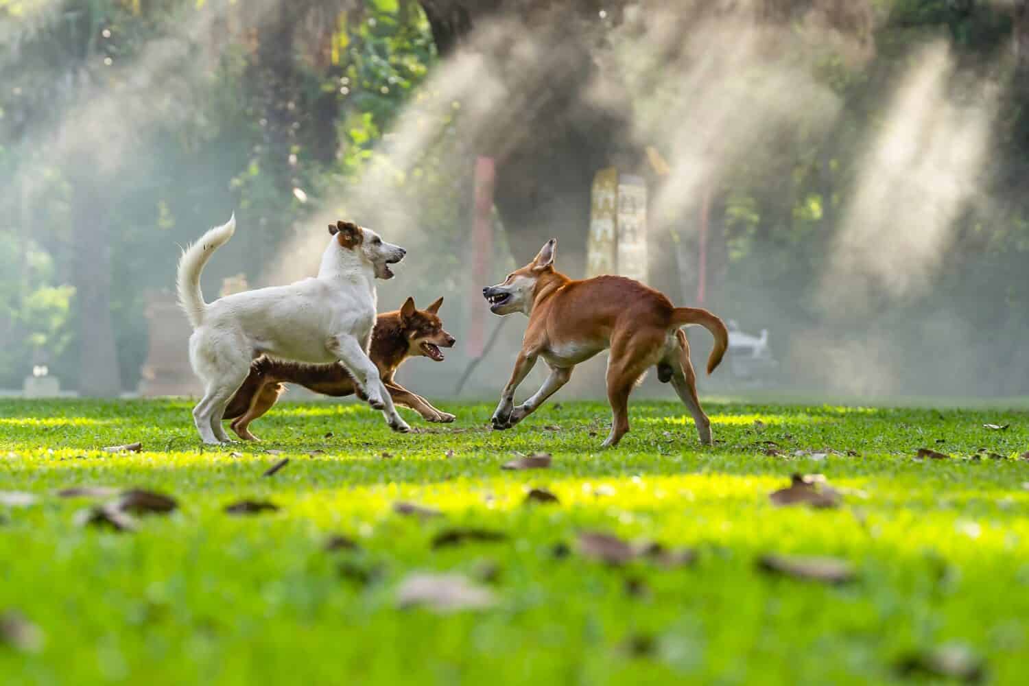 Three dogs outside. 