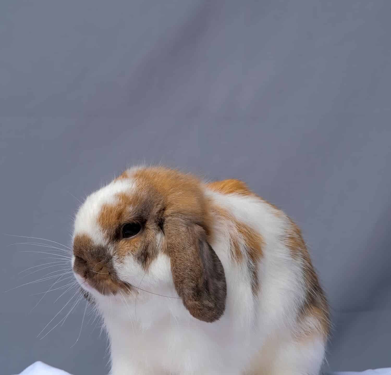 a portrait view of white and chocolate colour holland loop rabit with a grey background on it while photo shoot pet photography