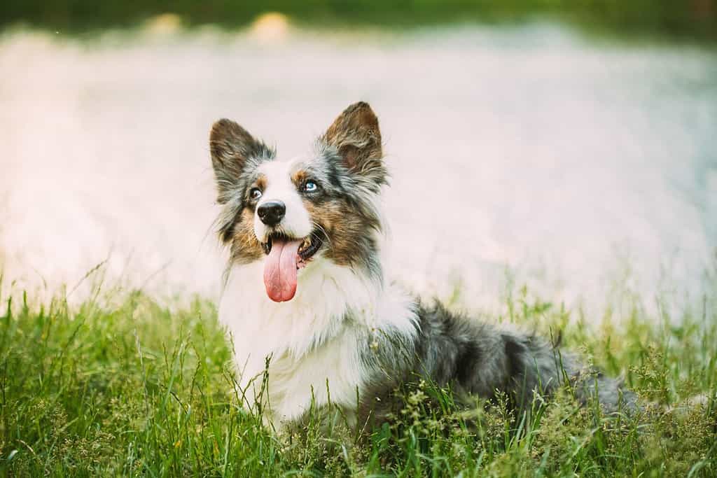 Funny Blue Merle Cardigan Welsh Corgi Dog Playing In Green Summer Grass At Lake In Park. Welsh Corgi Is A Small Type Of Herding Dog That Originated In Wales. Summertime. Summertime Background.
