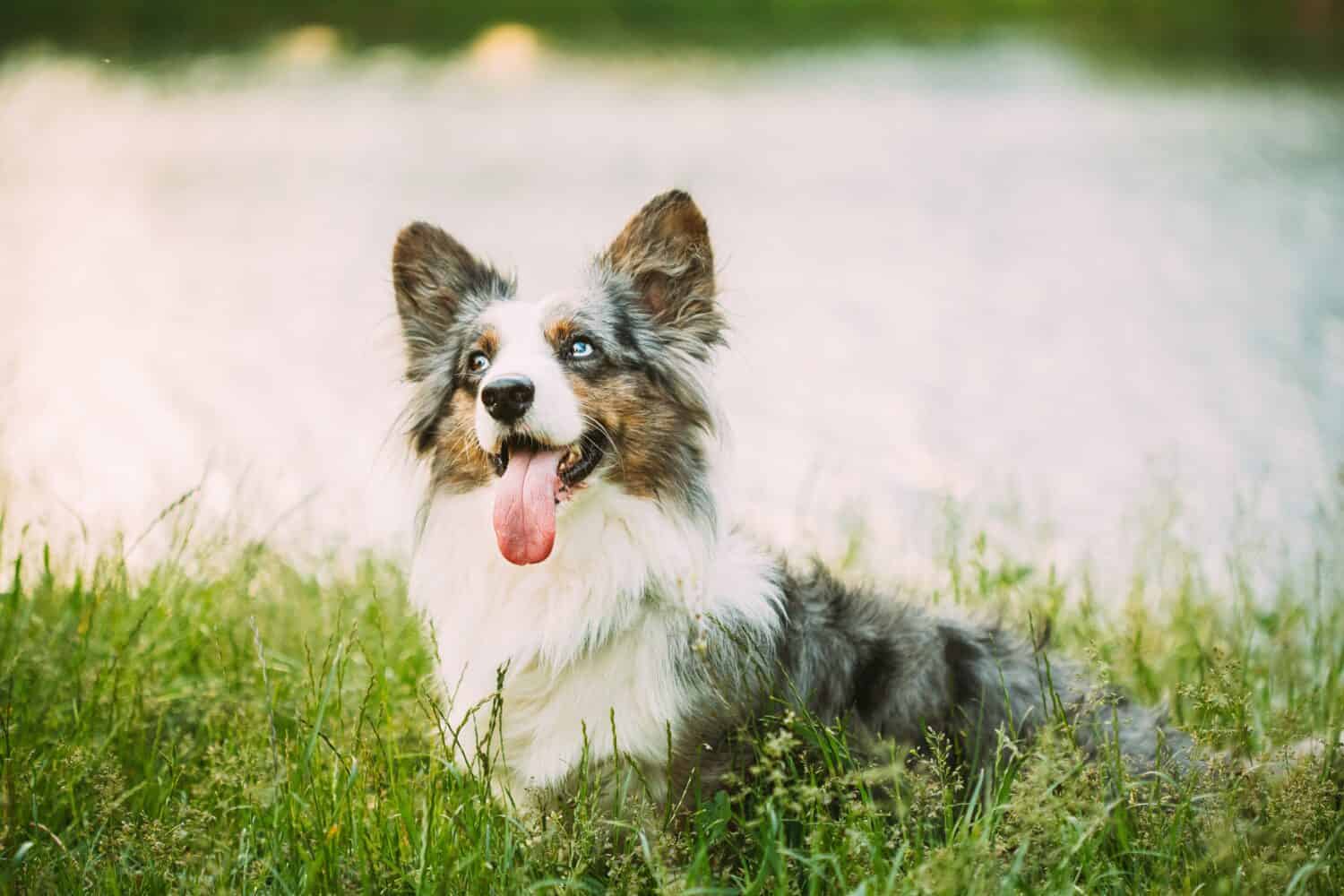 Funny Blue Merle Cardigan Welsh Corgi Dog Playing In Green Summer Grass At Lake In Park. Welsh Corgi Is A Small Type Of Herding Dog That Originated In Wales. Summertime. Summertime Background.