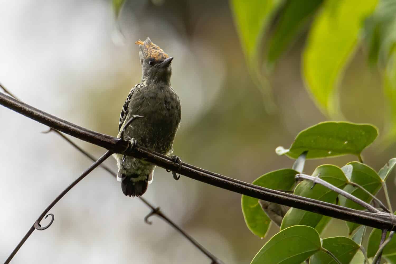 Grey and Buff Woodpecker bird perch on tree branch