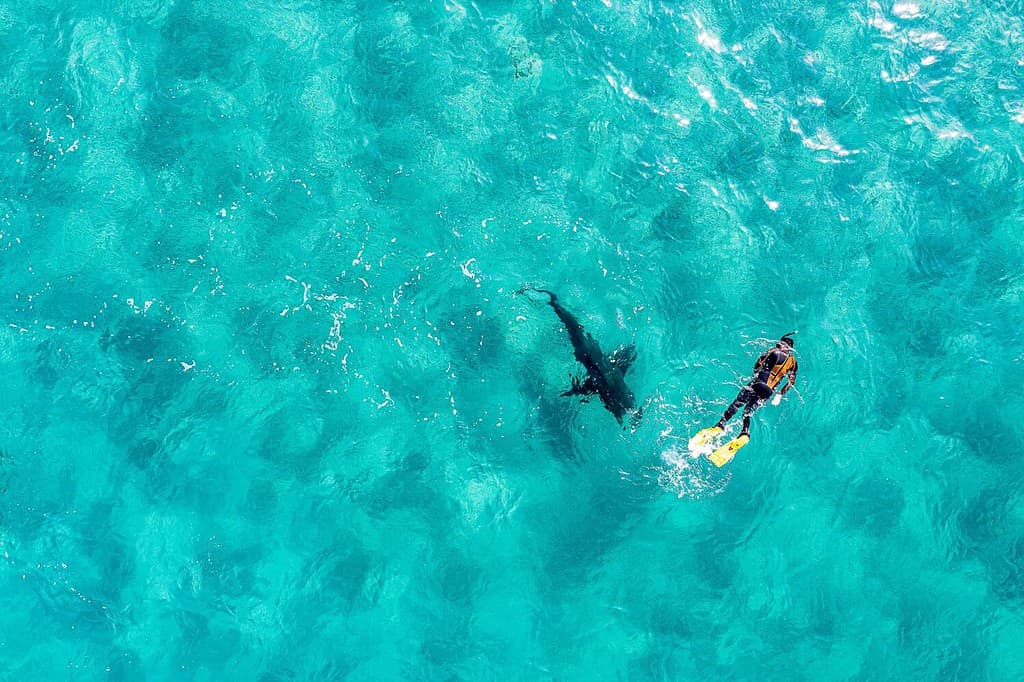 Drone top view of snorkel diver with big shark