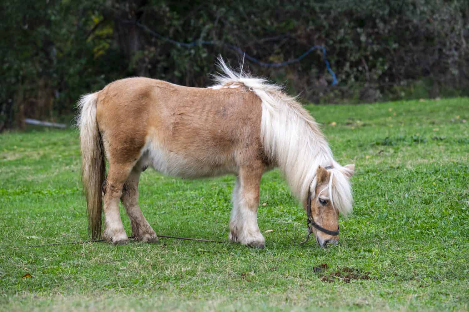 A white and brown Boulonnais horse grazing in the field