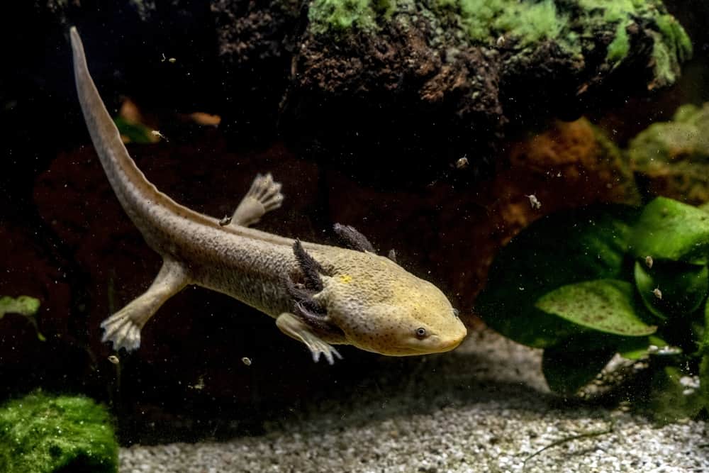 Axolotl amphibian