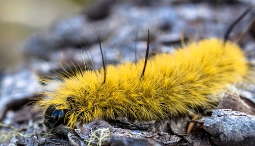 American Dagger Moth Caterpillar (Acronicta americana) on ground