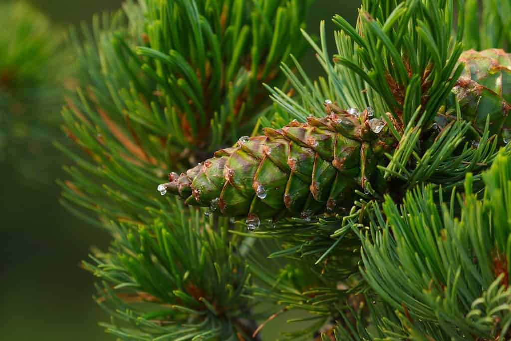 The pinecone of a Limber Pine (Pinus flexilis). Shot in Banff, Alberta, the tree is only found in the mountains of western North America.