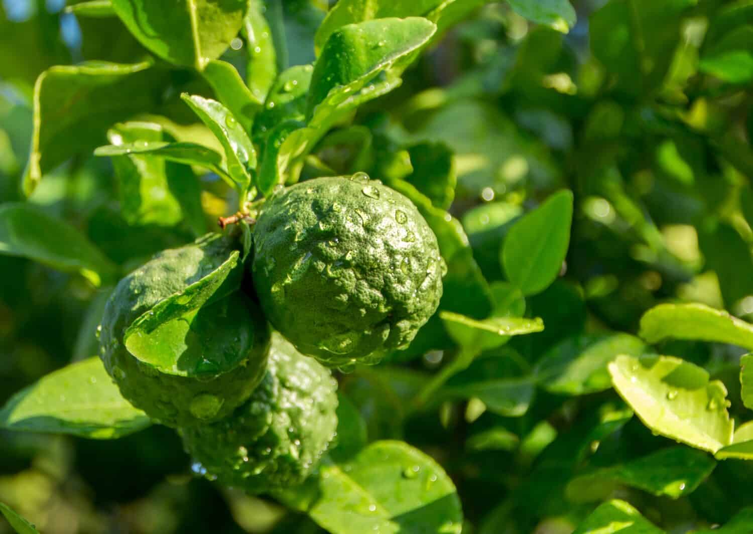 Bergamots are fresh, bergamots with the leaves, Water drops on Bergamots, Vegetable and Herb or odoriferous, bergamot Thai fruits are fragrant and sour.
