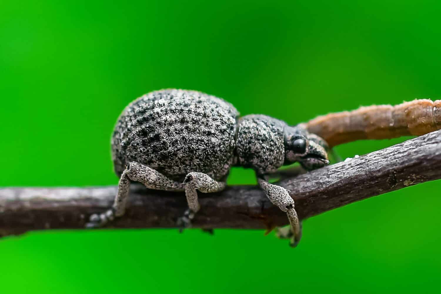 Close-up Canterbury knobbled weevil hangs on for dear life