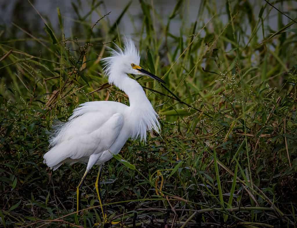 Snowy egret with fluffy breeding plummage faces in right profile