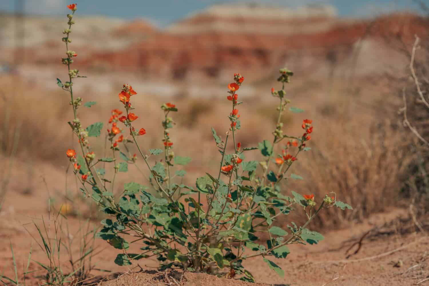 Flowers in desert. Sphaeralcea ambigua (Desert globemallow) , or Apricot Mallow plat inbloom in desert, red rocks background