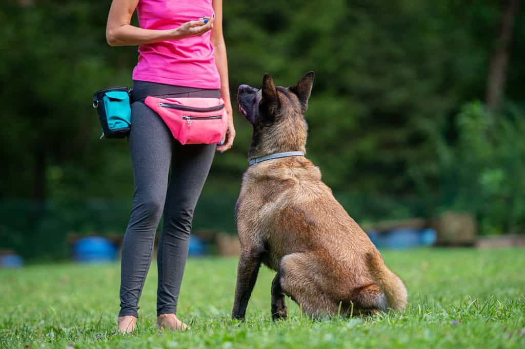 Dog trainer with a belgian malinois sitting in front of her looking and listening to her attentively.