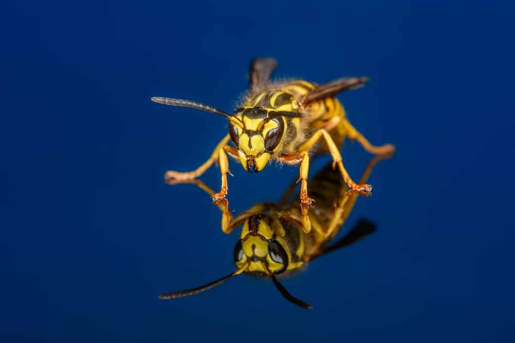 Vespula squamosa, the southern yellowjacket, on dark blue background. Detailed few of face and mandibles