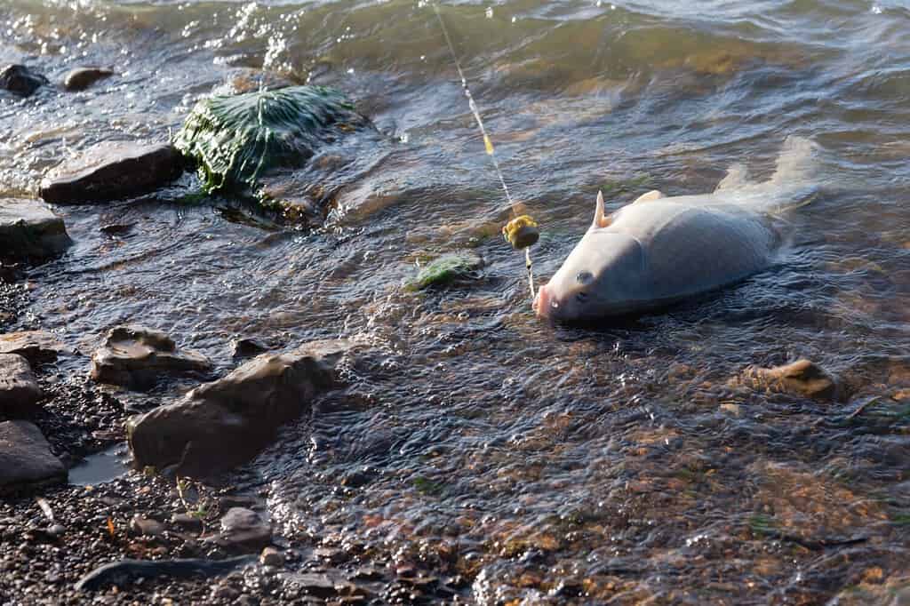 A smallmouth buffalo (Ictiobus bubalus) hooked on a fishing line with method feeder on rocky shoreline of Grapevine Lake, Texas, USA. An American native rough hardy fish in Catostomidae species