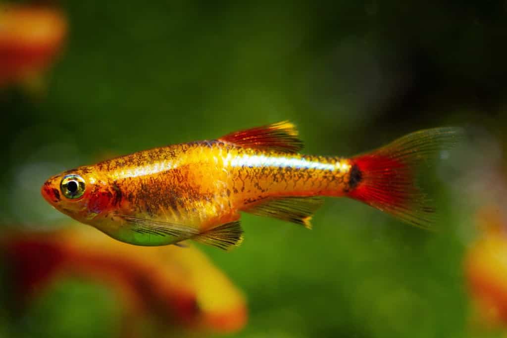 golden breed of white cloud mountain minnow, adult pregnant female of dwarf coldwater species, bright blurred healthy plants, Amano style design, balance of nature