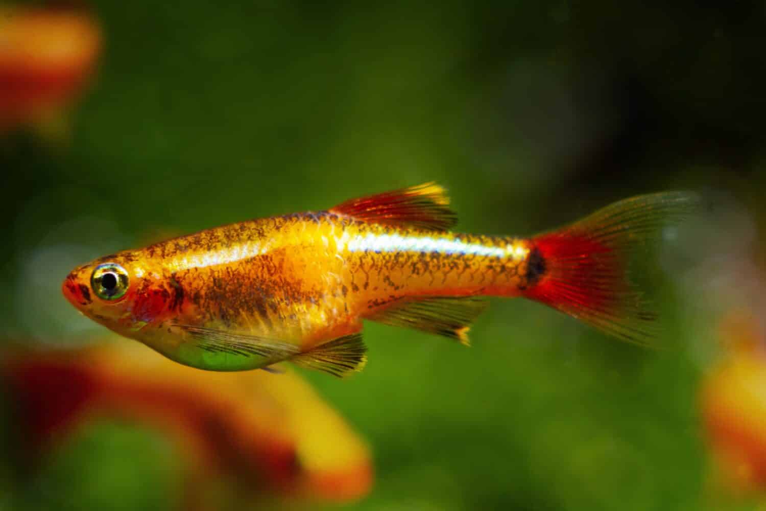 golden breed of white cloud mountain minnow, adult pregnant female of dwarf coldwater species, bright blurred healthy plants, Amano style design, balance of nature